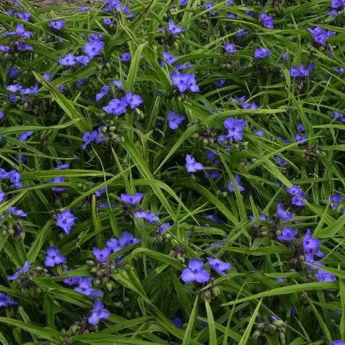 Dreimasterblume, blau